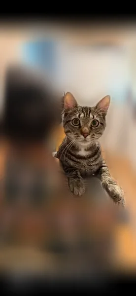 Lost cat, Union Avenue, 35, Ronkonkoma, Manhattan - male tabby, still a baby - photo