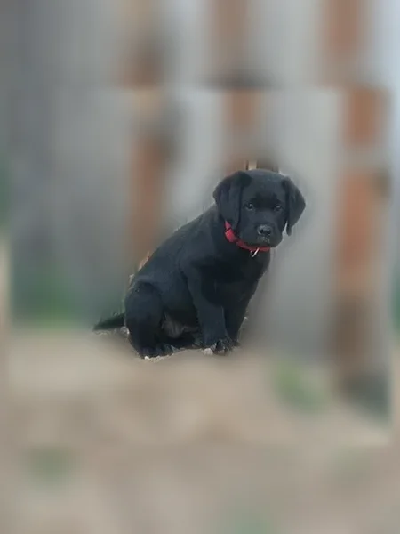 Lost dog, West 95th Avenue, 9004, Westminster, Golden - male Black Labrador puppy, 9 weeks old - photo