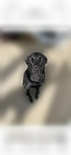 Lost dog, Ebenezer Drive, 130, Newnan - male, black soft coat - photo