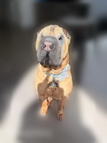 Lost dog, West Timpanogos Highway, 5175, Highland - female, friendly, tan with black ears - photo