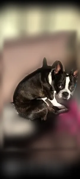 Lost dog male, Davidson Road, 34, Crossville — brindle Boston terrier, 8 years old - photo