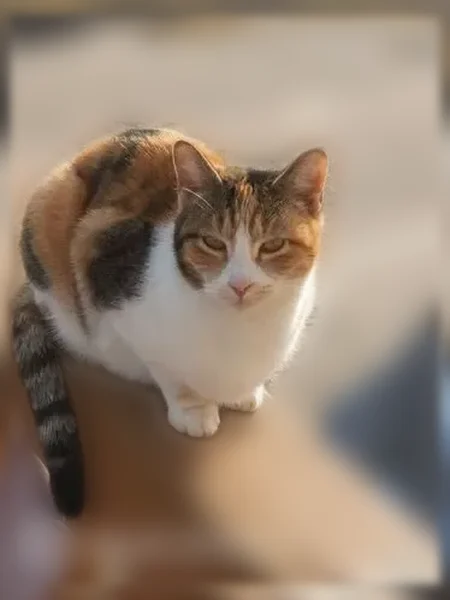 Lost cat, WM parking lot at 2425 S Zero, Ft. Smith — calico, very friendly - photo