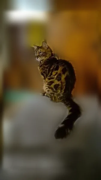 Chat perdu, Boulevard des Jardins, 13, Istres, Arles — femelle bengal avec collier noir - photo