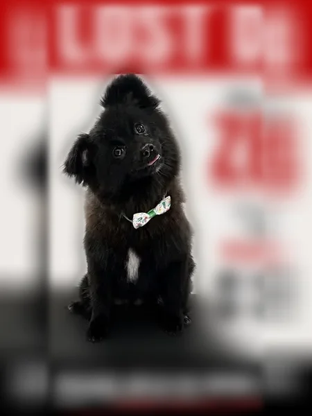 Lost dog, Ives Estates, Florida - small black dog with a white spot on the chest - photo