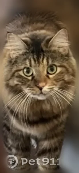 Lost cat, Punto Di Vista, 265, Henderson - female, multicolor long fur, green eyes - photo
