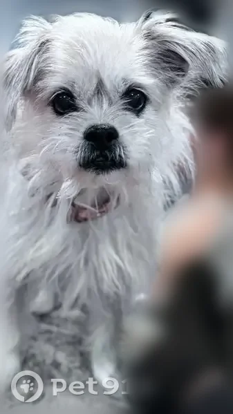 Lost dog, female, Whitewood Road, 25, Milford - off-white coat - photo
