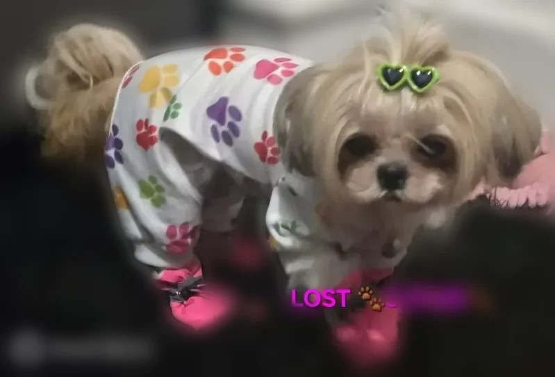 Missing dog Female, Philadelphia (usl539607) - photo