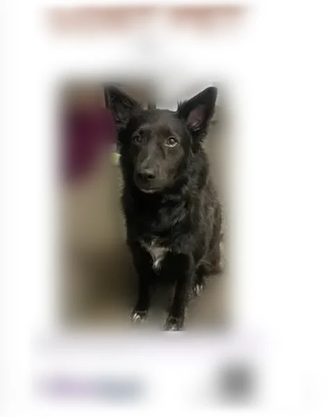 Lost dog, North Main Street, 650, Clearfield, Murray - male, long fur, skittish - photo