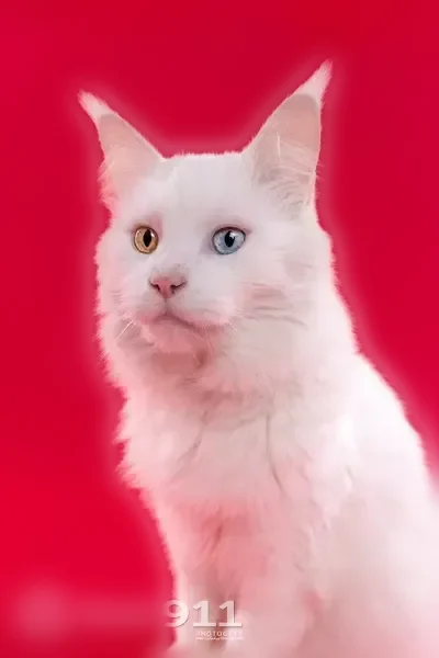 Perdu chat mâle, Rue des Merisiers, 12, Percy - Maine coon blanc aux yeux vairons - photo