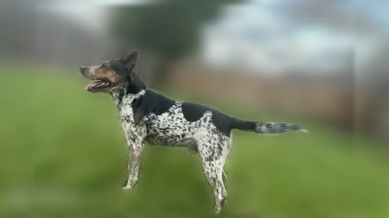 Lost dog, Heritage Bend Drive, 2450, Webster - male - photo