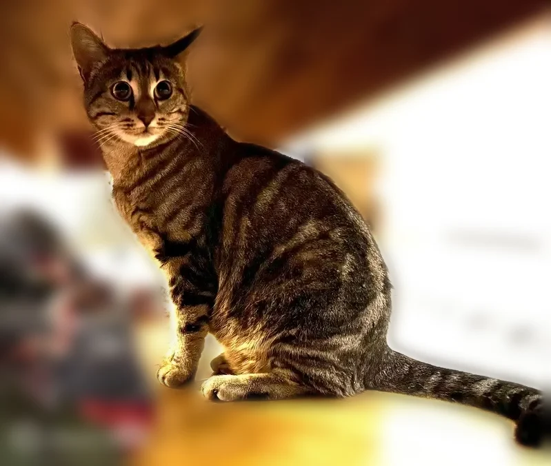 Perdu chat femelle, Rue Balay, Saint-Étienne, Gap - tigrée - photo