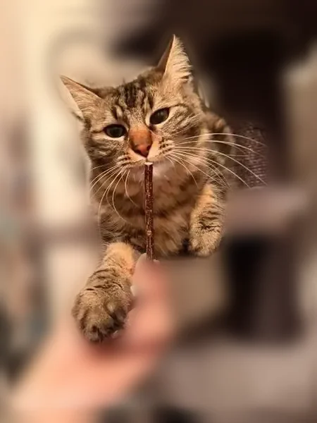 Chat perdu mâle, Rue de la Placette, 17, Agde - tigré, pucé - photo