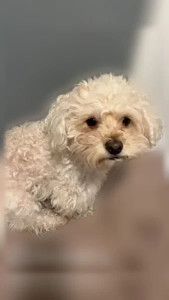 Lost dog, Roberts Circle, 2401, Arlington - female, light brown, no microchip - photo