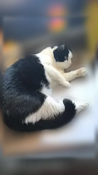 Lost cat, Eatherton Road, 2547, Wildwood - male tuxedo shorthair with green eyes - photo