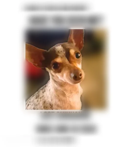 Lost dog, Dugan Street, 7811, Dallas - female Chihuahua, small brown and white, 11 years old - photo
