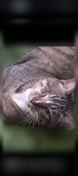 Lost cat, male, Blaney Bluffs Lane, 7217, Raleigh - big boy, one eye - photo