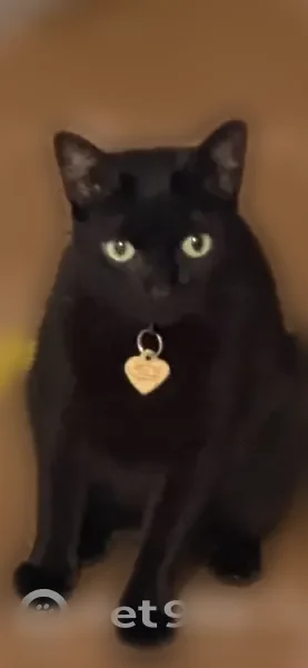 Found cat, Paradise Way, 1219, Venice - female, black with a little white on lower belly - photo