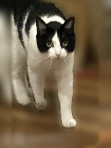 Lost cat, Williams Avenue, 162, Ripley - female, black and white, friendly - photo