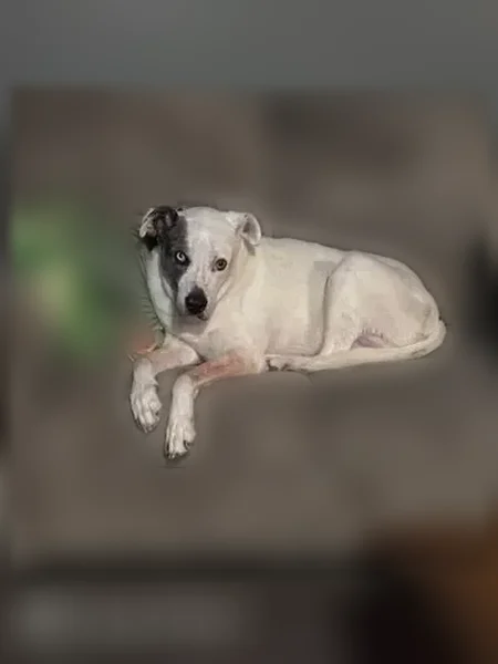 Lost dog, Arkansas 104, 1202, White Hall - male, old, confused - photo