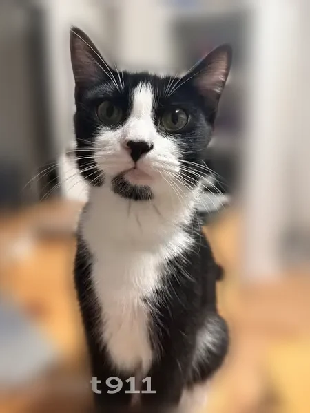 Lost cat, East 52nd Street, 1208, Savannah - black and white, friendly, responds to Molly - photo