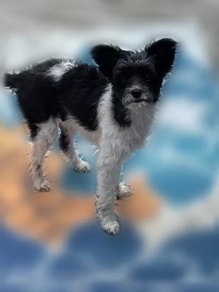 Lost dog, Burt Avenue Southeast, 364, Grand Rapids - female terrier mix - photo