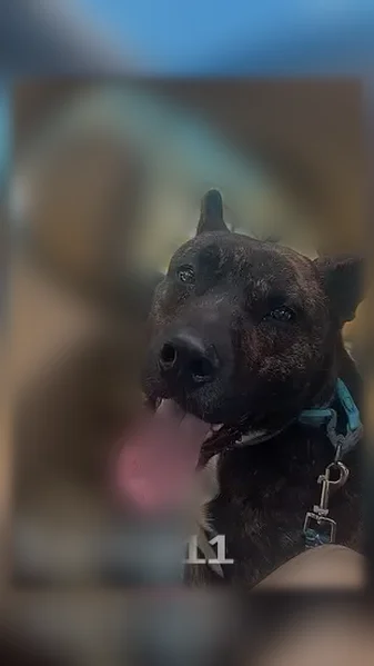 Lost dog, Convention Boulevard, 315, Hot Springs - brindle, male, about 35 lbs - photo