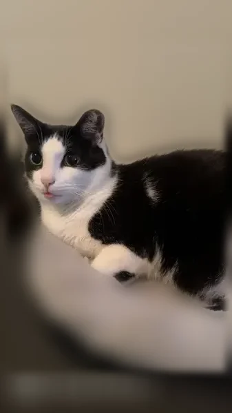 Lost cat, Reeck Road, 26540, Woodhaven, Trenton - male, short-haired, about 9 years old - photo