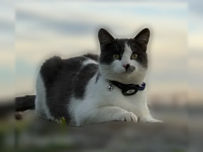 Lost cat, South Arbor Way, 10080, El Nido - male, grey and white coat - photo
