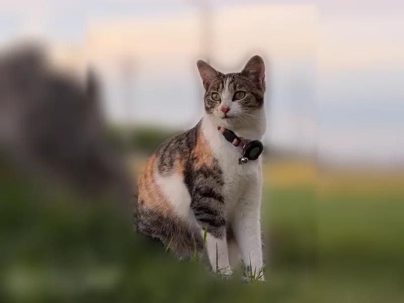 Lost cat, South Arbor Way, 10080, El Nido — tortoiseshell, very pink nose - photo