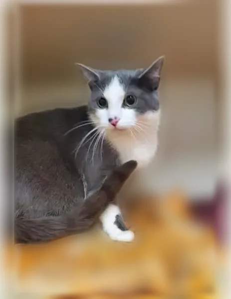 Lost cat, North Armstrong Drive, 3805, Bloomington - male, dark gray with white feet - photo