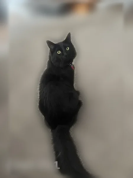 Lost cat, South Redwood Road, 7550, West Jordan - male, all black with gold eyes and a puffy tail - photo