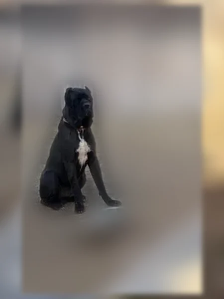 Lost dog, 47th Street, 1320, Lubbock - male puppy with a black collar - photo