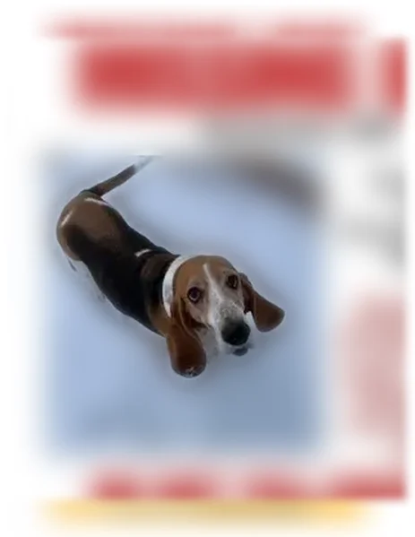 Lost dog, Clare Lane Northeast, 2440, Rochester - female, red collar - photo