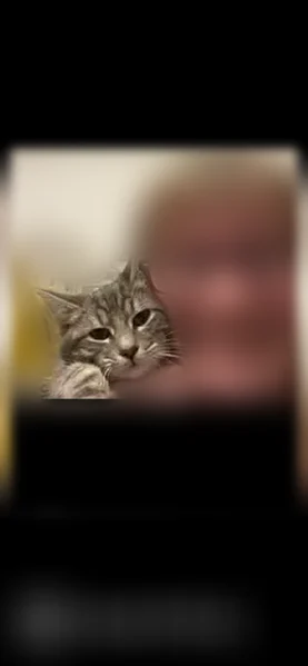 Lost cat, KY 1247, Cedar Grove, Cedar Grove - female, gray and white bobtail - photo
