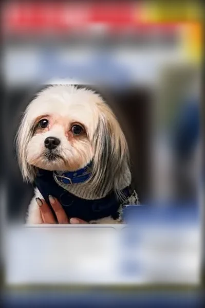 Lost dog, New York Avenue, 1087, New York — male, small Maltese Shih Tzu - photo