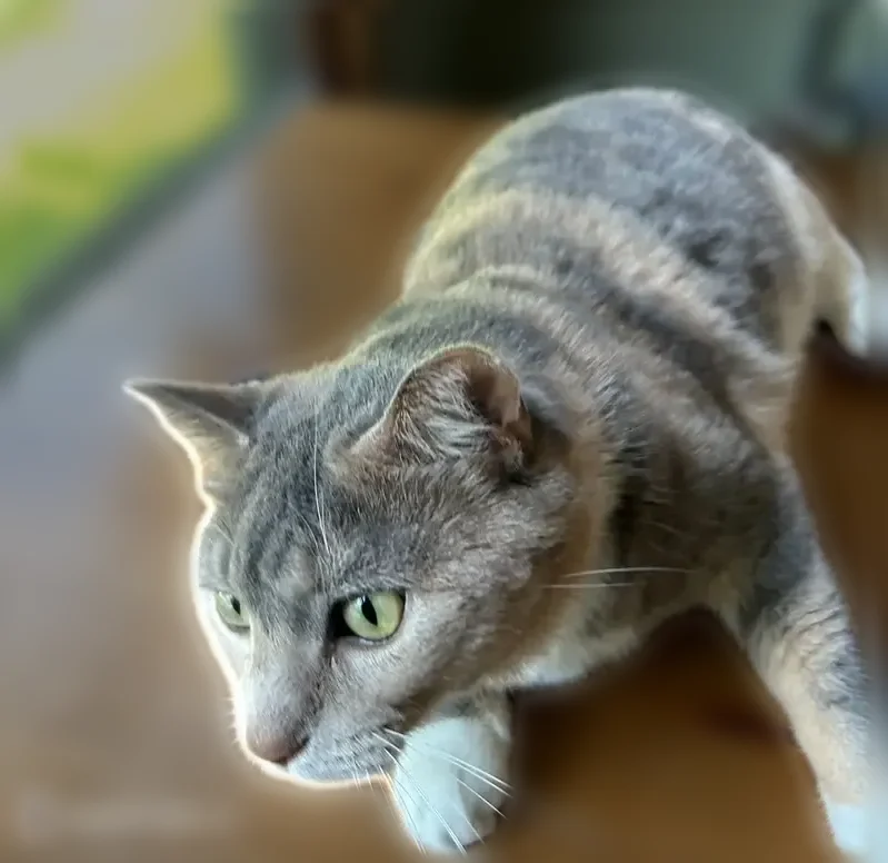 Lost cat, Chestnut, Illinois, Manteno - female - photo