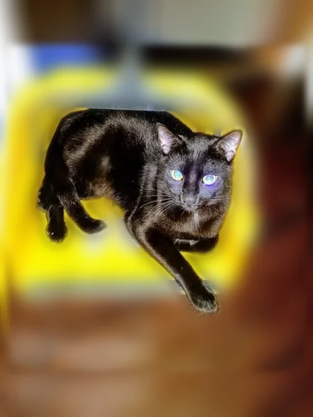 Lost cat male, Southeast 135th Avenue, 2345-2473, Portland - black coat, kinked tail - photo