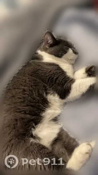 Lost cat, Carol Lee Drive, Cupertino, San Jose - female, grey flea collar, tuxedo pattern - photo