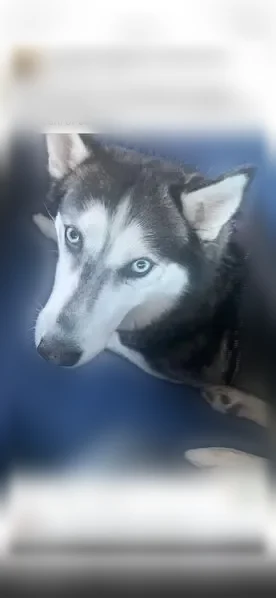 Lost dog, 20th Street North, 3165, Arlington - vocal and sweet - photo