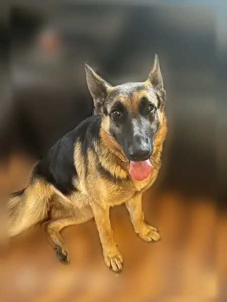 Lost dog, Banner Road, Belleview - black and tan, no collar - photo