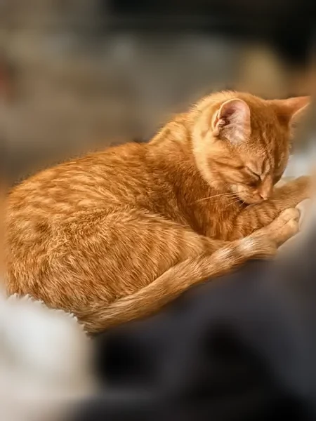 Lost cat, male, Mentor Avenue, 215, Painesville — orange tabby with a reddish orange collar - photo