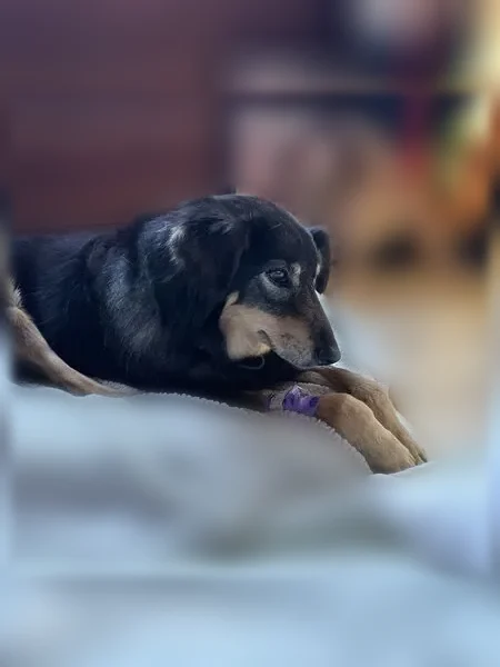 Lost dog, Mireval Road, 16201, Los Gatos - female, very ill - photo