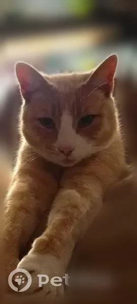 Chat perdu mâle, Le Planty, Romillé, Paris - collier réfléchissant - photo