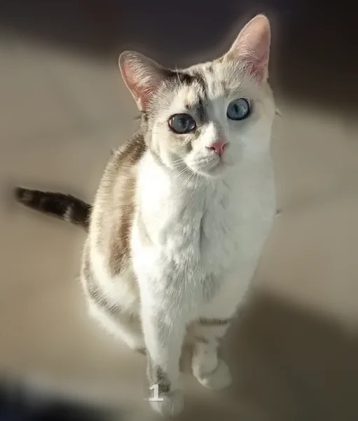 Chat perdu femelle, Rue du Village, 3 Bis, Flachères, Lyon - blanche avec des taches, yeux bien bleus - photo