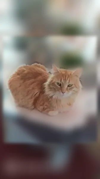 Perdu chat mâle, Rue de Bruz, Goven - roux à poils mi-longs - photo