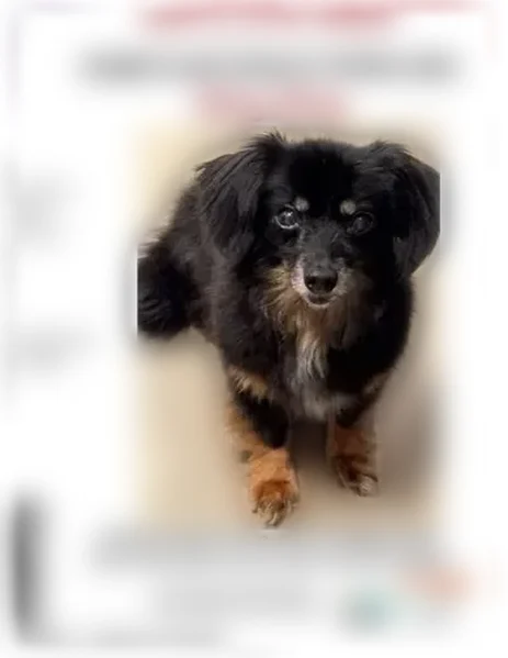 Lost dog, 20th Street Southwest, 5905, Waverly, Waverly - female Chiweenie with navy flower collar - photo