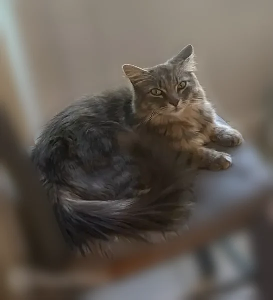 Chat perdu mâle, Place Isaac de la Roche, 5, Roézé-sur-Sarthe, Roézé-sur-Sarthe - long poil, yeux verts - photo