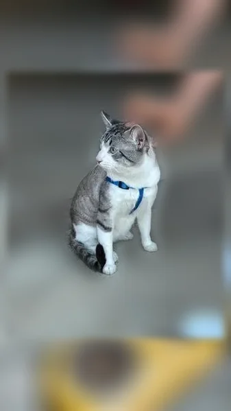 Chat perdu mâle, Camping de l'Espiguette, Le Grau-du-Roi - blanc et gris - photo