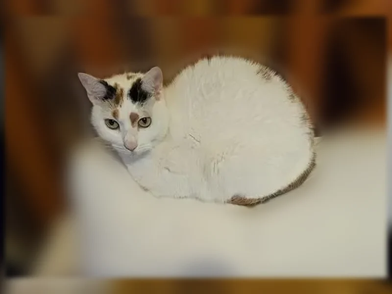 Chat perdu femelle, Grande Rue, Égly, Paris — européenne tricolore, pucée et stérilisée - photo