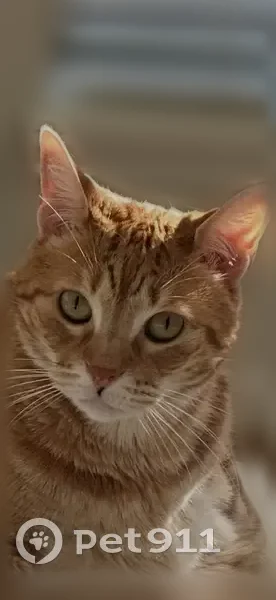 Lost cat, Interstate 45, 22565, Spring - female orange tabby - photo